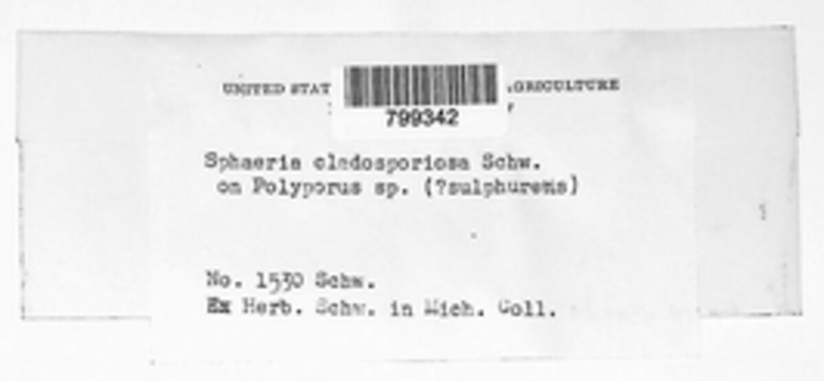 Sphaeria cladosporiosa image